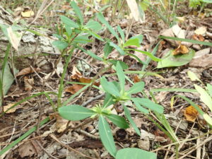 ナニワズの緑色の葉とてっぺんにまとめて付いた蕾