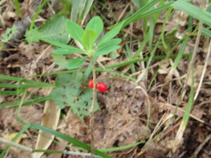 緑色の葉に赤い果実の付いたナニワズ