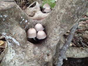 木のうろから3本生えている淡い褐色の傘のキノコ