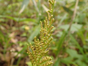 フユノハナワラビの仲間の胞子葉