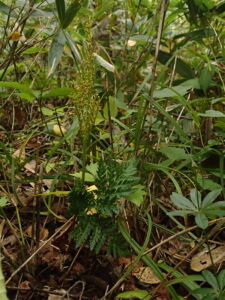 フユノハナワラビの緑色の葉