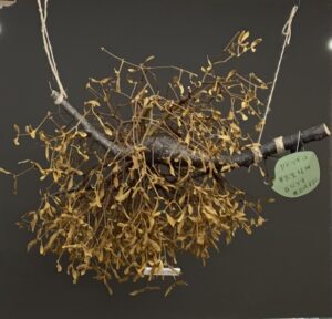 管理事務所に展示しているヤドリギ