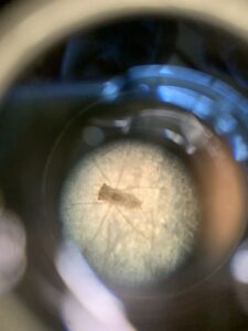 孵化したアキアカネ