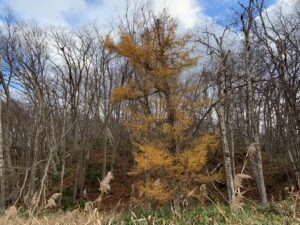 黄色く紅葉したカラマツ