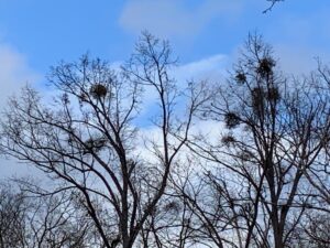 落葉した樹木の枝についている丸い鳥の巣のようなヤドリギ