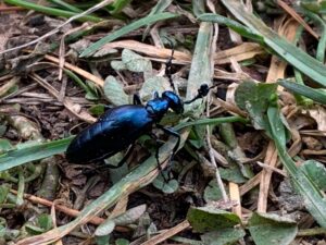 メタリックブルーの昆虫メノコツチハンミョウ