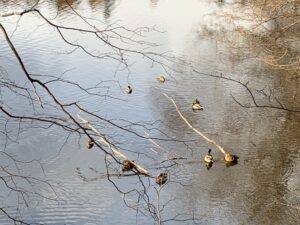 池で休んでいる８羽のマガモたち