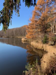 黄色く紅葉したカラマツ