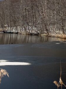 3割ほどしか凍っていない、昨日の池の様子