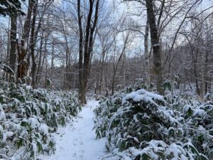雪をかぶった森