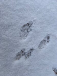 エゾリスの足跡