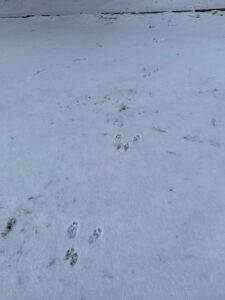 エゾリスの足跡