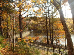 樹々の隙間から池が見える風景