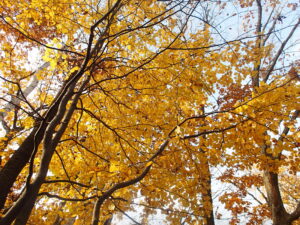 黄色く紅葉した樹木