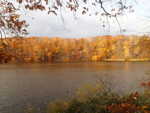 池と対岸の黄金色になった森
