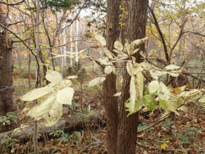淡く色の抜けた木の葉