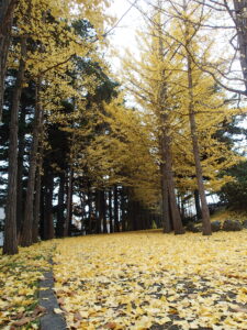 黄色く紅葉したイチョウ並木