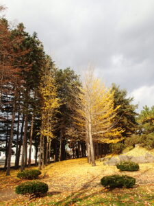 葉が散り始めたイチョウの並木