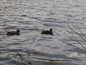 マガモのつがい