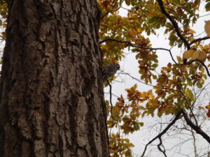 木の幹を登っていくコゲラ