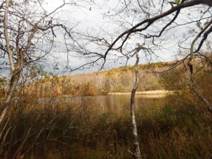 池に映る葉の無いの樹々