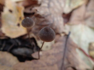 落ち葉の間から生えている小さいキノコ