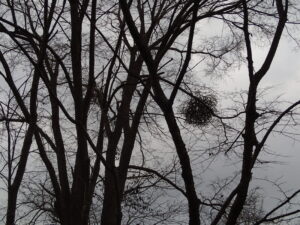 鳥の巣のようなヤドリギ