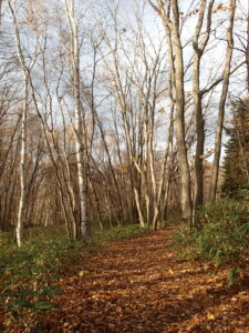 葉が落ちて明るい森の中