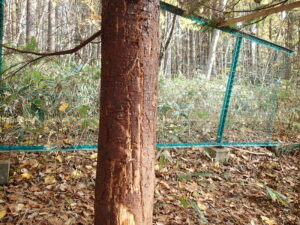 樹皮に縦に何本も傷がついている