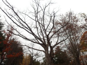 ハルニレの葉を落とした樹