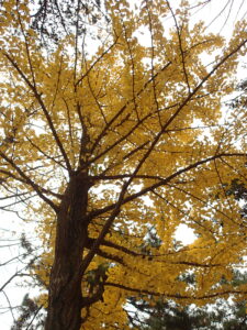 イチョウの黄色い紅葉
