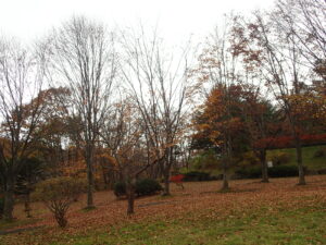 葉がすっかりなくなったブナの樹