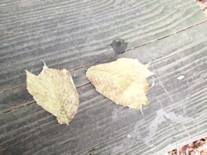 オヒョウの複雑な形の黄色い落ち葉