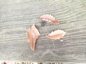 ミズナラの褐色の落ち葉