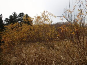 黄色く紅葉したヤナギ