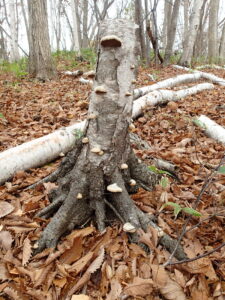 枯れ木に生えたキノコ