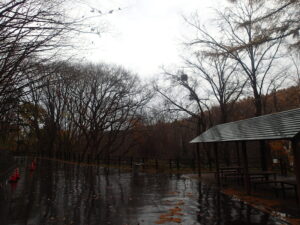 葉が落ちた木の枝についているヤドリギ