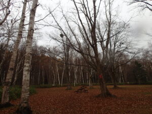 葉が落ちた木の枝についているヤドリギ