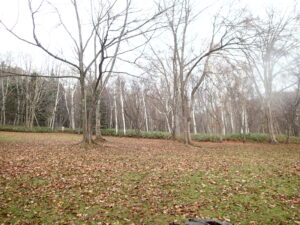 葉がすっかり落ちた園内の広葉樹