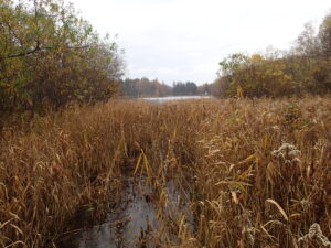 立ち枯れた湿原のヨシ