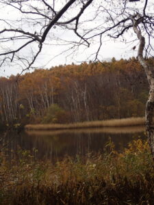 池の周りに生える立ち枯れたヨシが池に映っている
