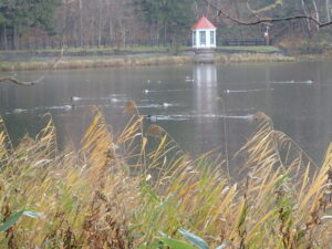池に浮かんでいる水鳥