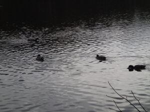 池に浮かんでいる水鳥