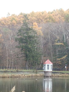 池に浮かんでいる水鳥