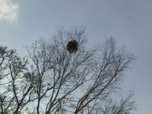 木の枝に付いたヤドリギ