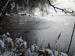池のふちが少し凍っている