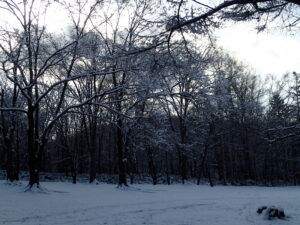 雪が積もって雪が積もった樹々