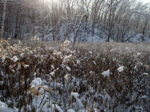 雪が積もった、湿原のヨシ