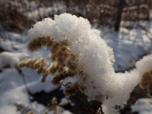 オオアワダチソウの綿毛に積もった雪