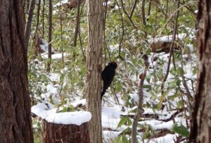 木にとまっているクマゲラ